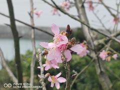 -梅沙尖