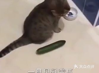一旦见到黄瓜就会大惊失色，四处逃窜，为什么会这样呢