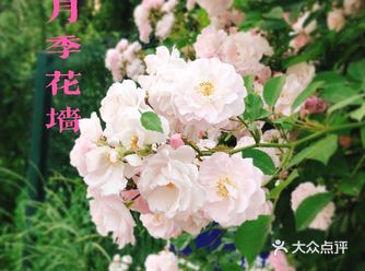 小众风光/绝美月季花墙