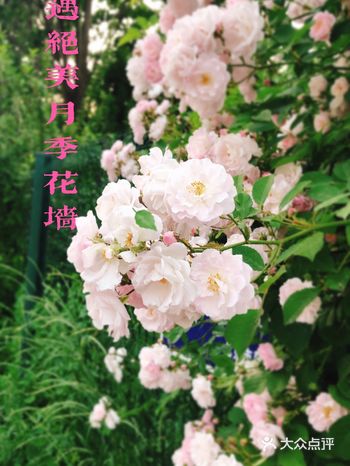 小众风光/绝美月季花墙