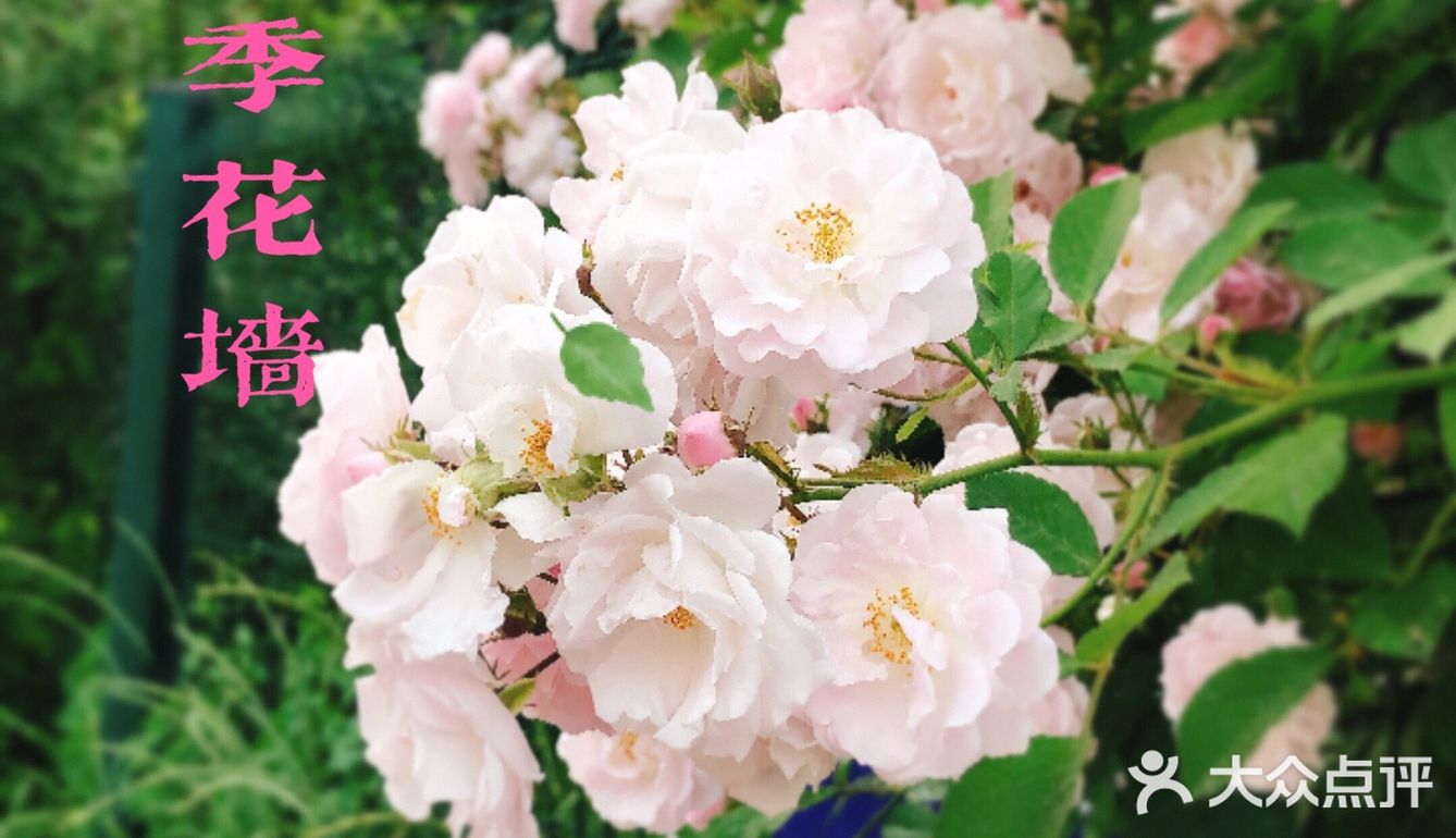 小众风光/绝美月季花墙