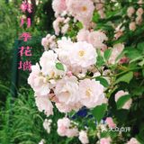 小众风光/绝美月季花墙