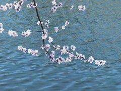 -桃花堤公园