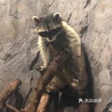 魔都遛娃圣地[胜利]小小动物元
