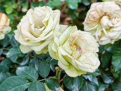 -人民公园(罗湖区)