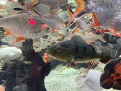 -太平洋海底世界