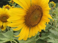 -松山湖梦幻百花洲