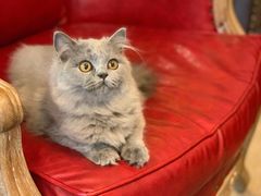 -猫大福·Fortune Cat猫舍(百子湾店)