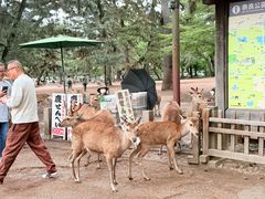 -奈良公园
