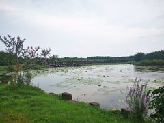 -上海海湾国家森林公园