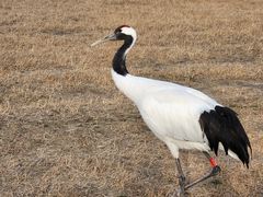 -盐城丹顶鹤湿地生态旅游区