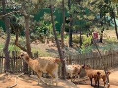 -西霞口神雕山野生动物世界