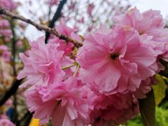 -南山植物园