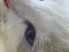 -屋虎猫馆(宝安大仟里店)
