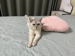 -爱侣宠医·鹦鹉专科·小型哺乳类·异宠专科(灵石路店)