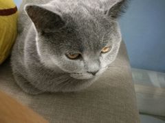 -喵的天空名猫咖啡馆·撸猫·猫舍·用品