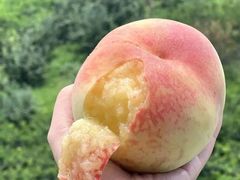 -老袁家蜜桃农场·阳山水蜜桃