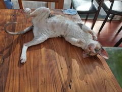 -猫小院猫主题咖啡厅(北锣店)