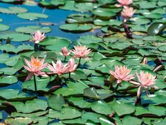 -白鹭湾湿地公园