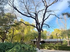 -油梨树AVOCADO TREE(嘉里中心店)