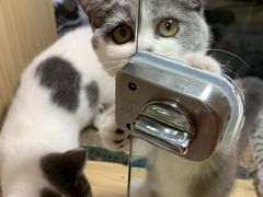 -屋虎猫馆(宝安大仟里店)
