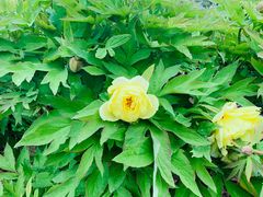 -中环花鸟鱼虫市场