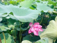 -荷塘月色湿地公园·向阳花洲