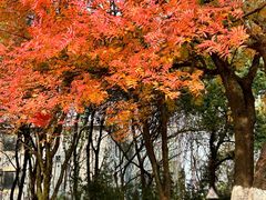 -艾溪湖湿地公园