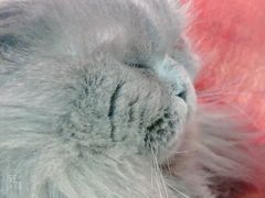-我爱猫咪·猫咖·狗咖·安哥拉兔·羊驼咖(小寨华旗店)