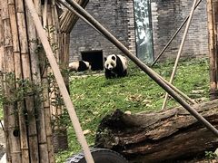 -都江堰中华大熊猫苑