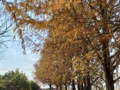 -西京湾花海