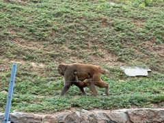 -石家庄市动物园