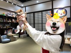 -逗柴咖啡屋·狗咖猫咖宠物桌游