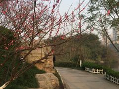 -重庆彩云湖湿地公园