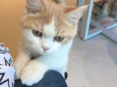 -藏猫猫咖啡主题馆(中央大道店)