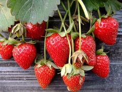 -聚缘草莓瓜果采摘基地(堵家村2店)