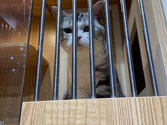 -老吴的猫·猫舍(新区店)
