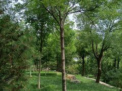 -阳台山自然风景区