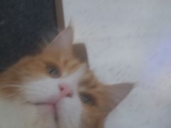 -喵园·猫主题咖啡厅·撸猫·猫咖(国贸店)