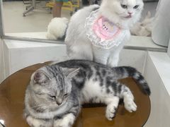 -共舞时光猫咖·狗咖(新街口店)