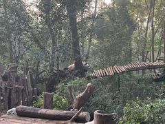 景点-成都大熊猫繁育研究基地
