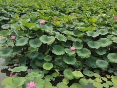 -大兴滨河森林公园