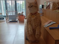 -唐小姐の私宠·宠物洗护美容·撸猫馆·购宠(周浦万达旗舰店)