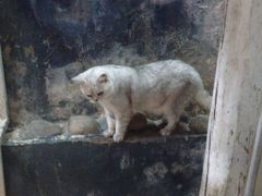 -猫咪博物馆(顶澳仔猫街店)