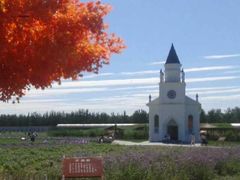 -北京东方普罗旺斯薰衣草庄园