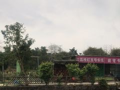 -荔枝红五号农庄