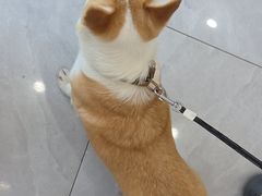 -瑞鹏宠物医院·猫友好·内科·外科·异宠专科(春江花园分院)