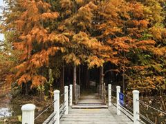 -上海海湾国家森林公园