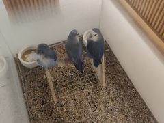 -帕帕拉兹宠物(亚洲旗舰店)