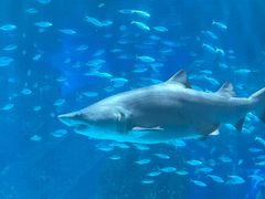 -海合安成都极地海洋公园